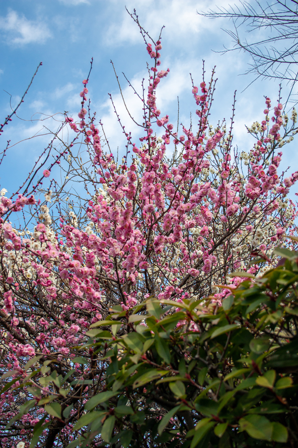 桜実会隣の梅の木