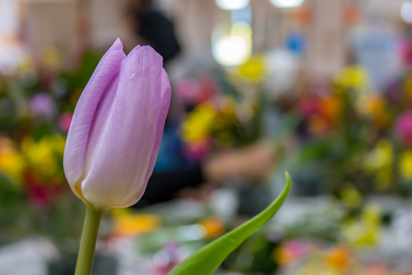 フラワーアレンジメント