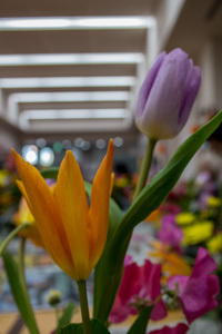 フラワーアレンジメント