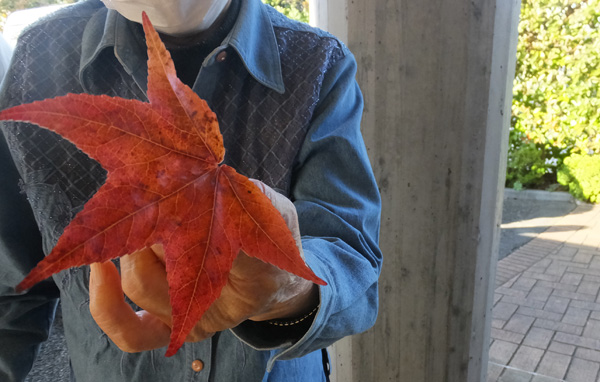 紅葉狩りドライブを楽しむ