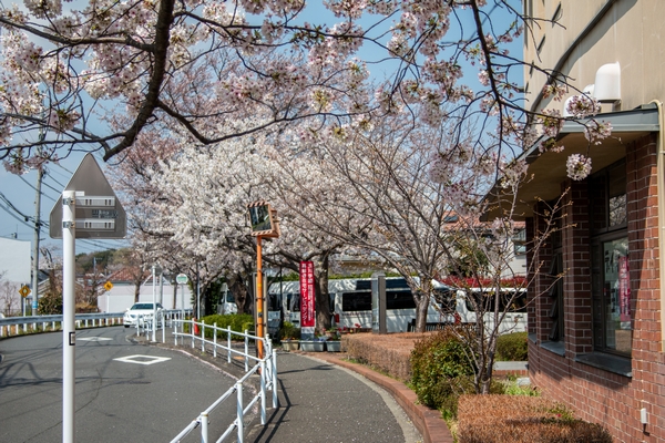 サクランボホールから望む桜実会