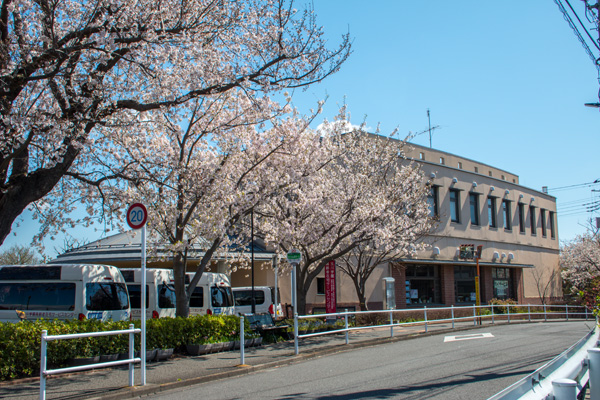 都営住宅から望む桜実会