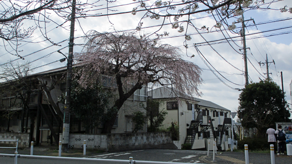 桜ドライブ