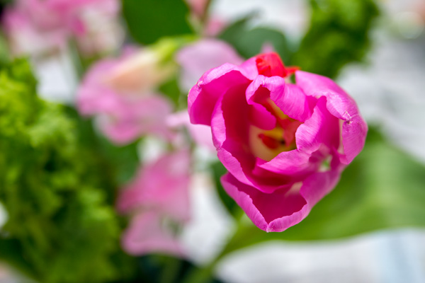 素敵な華どう？