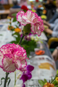 素敵な華どう? 素敵な華どう?